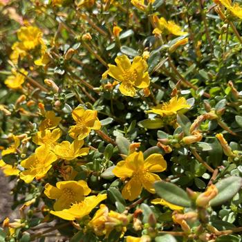 Mojave® 'Yellow' Mojave® 'Yellow'