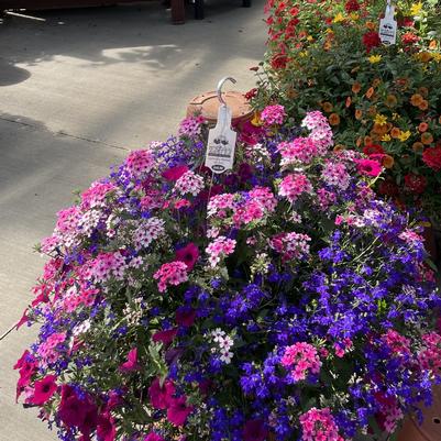 Summer Specials