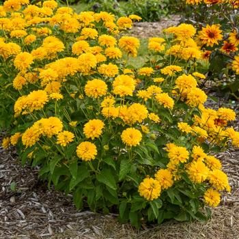 'Rays for Days' False Sunflower