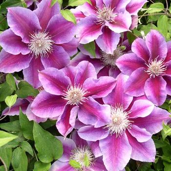 Clematis Clematis