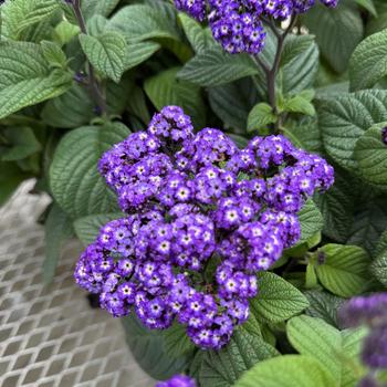 Fragrant Delight