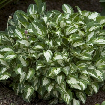 Plantain Lily Plantain Lily