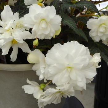 Begonia Begonia