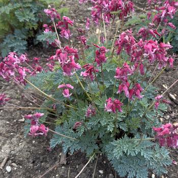 Bleeding Heart Bleeding Heart