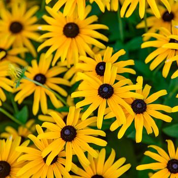 'Treasure Trove' Black-Eyed Susan 'Treasure Trove' Black-Eyed Susan