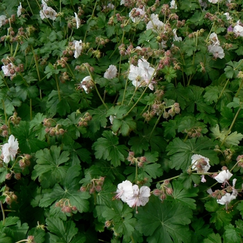 Cransebill Cransebill