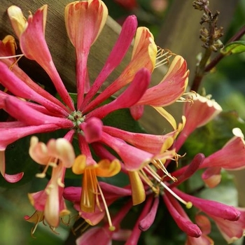 Honeysuckle Vine