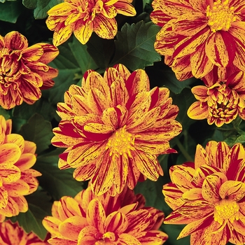 Dahlietta® Patricia Dahlietta® Patricia