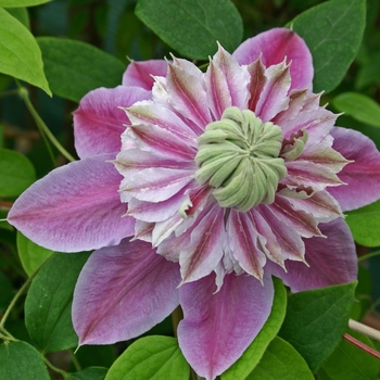 Clematis Clematis