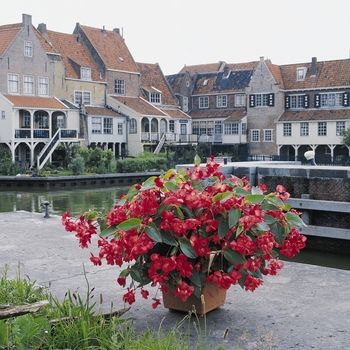 Begonia, Dragon Wing&reg;