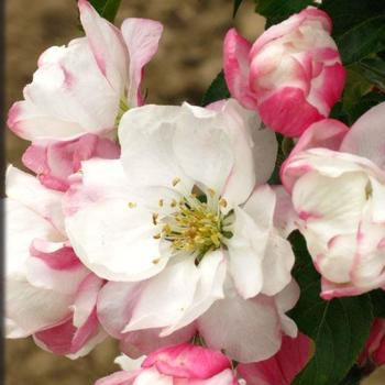Marilee® Crabapple