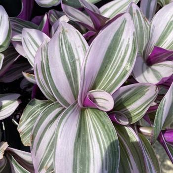 Tradescantia Tradescantia