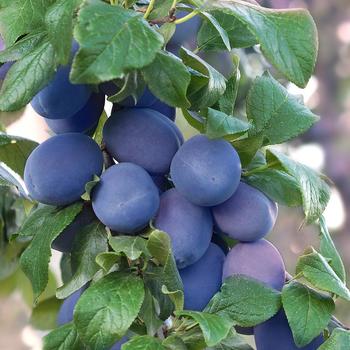 'Mount Royale' Plum 'Mount Royale' Plum