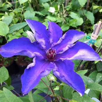 Clematis Clematis