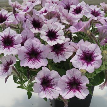 Surfinia® 'Heavenly Amethyst Burst' Surfinia® 'Heavenly Amethyst Burst'