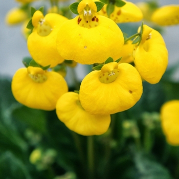 Calceolaria 