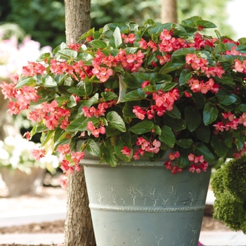 Begonia, Dragon Wing® Begonia, Dragon Wing®