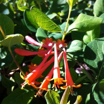 Honeysuckle Vine Honeysuckle Vine