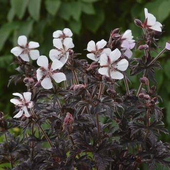 Cranesbill Cranesbill