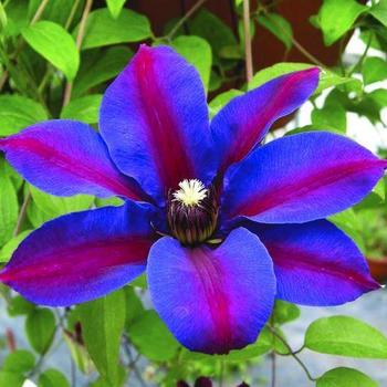 Clematis Clematis