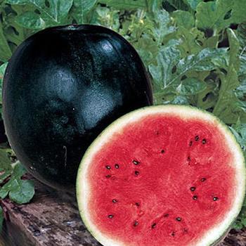 Watermelon Watermelon
