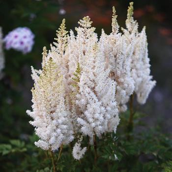 False Spirea False Spirea