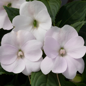 SunPatiens&reg; Tropical White