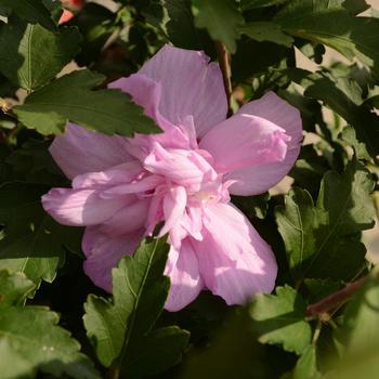 'Ardens' Rose of Sharon 'Ardens' Rose of Sharon