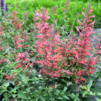 Anise Hyssop Anise Hyssop