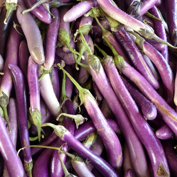 Eggplant Eggplant