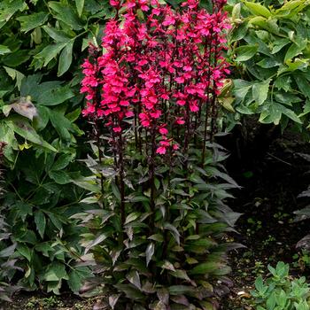 Cardinal Flower Cardinal Flower