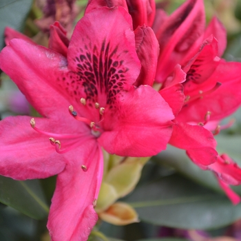 'Nova Zembla' Rhododendron 'Nova Zembla' Rhododendron