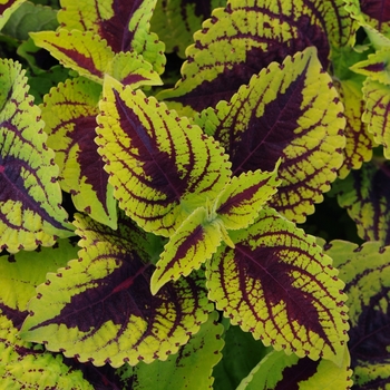 Coleus