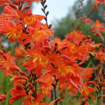 Montbretia Montbretia