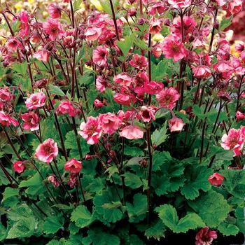 Avens Avens