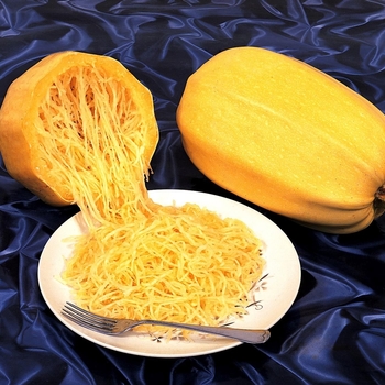 Squash  Squash