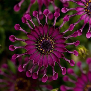 Osteospermum Osteospermum