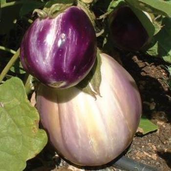 Eggplant Eggplant