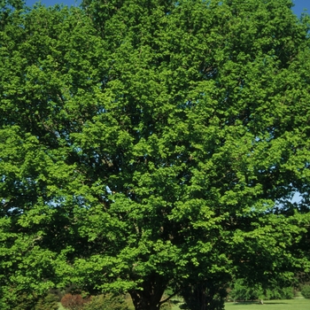 Sugar Maple Sugar Maple