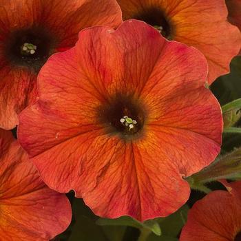 Petunia (Petchoa) Petunia (Petchoa)