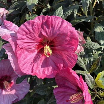 Summerific® 'Berry Awesome' Summerific® 'Berry Awesome'