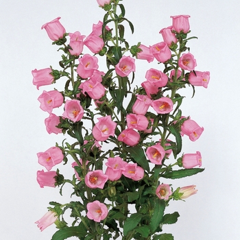 Bellflower 