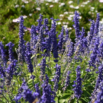 Salvia Salvia