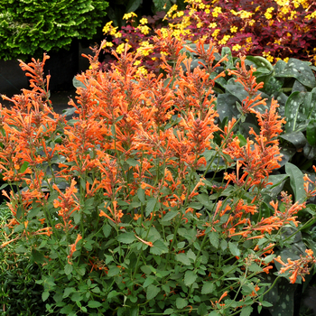Anise Hyssop Anise Hyssop