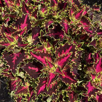 TerraScape™ Royal Delight TerraScape™ Royal Delight