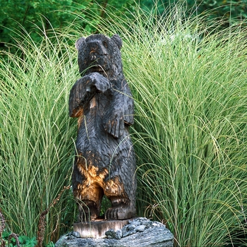 Maiden Grass