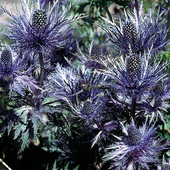 Sea Holly Sea Holly