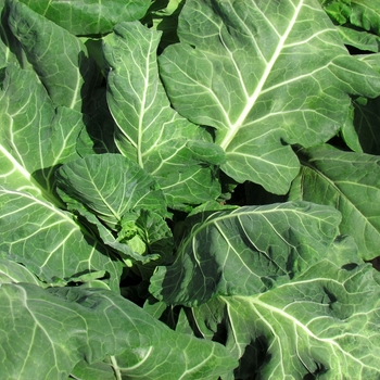 Kale Kale