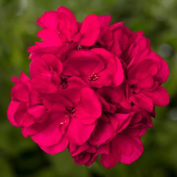 Geranium, Zonal Geranium, Zonal