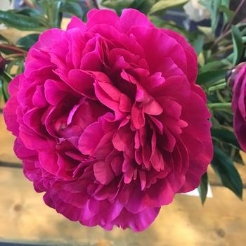 Garden Peony